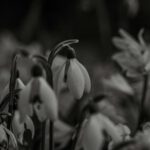 Foto eines Blumenstraußes in schwarz weiß von Bernd Dittrich auf Unsplash