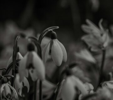 Foto eines Blumenstraußes in schwarz weiß von Bernd Dittrich auf Unsplash