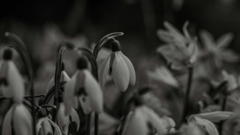 Foto eines Blumenstraußes in schwarz-weiß von Bernd Dittrich auf Unsplash Foto eines Blumenstraußes in schwarz-weiß von Bernd Dittrich auf Unsplash